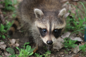 Contrôle Animalier - Exterminateur Gatineau - Capture Raton Laveurs - Écureuils - Rats et Souris