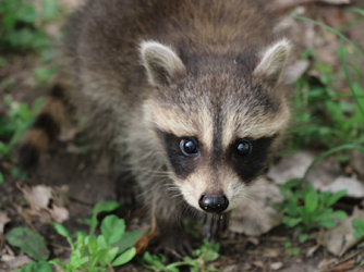 Contrôle Animalier - Exterminateur Gatineau - Capture Raton Laveurs - Écureuils - Rats et Souris