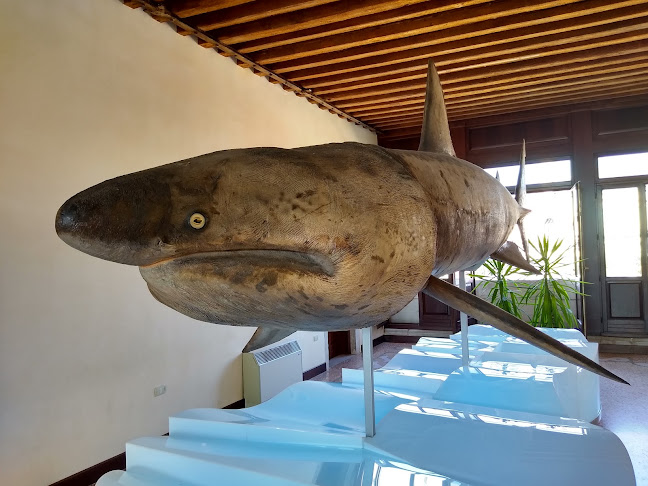 Museo di Zoologia Adriatica "Giuseppe Olivi" - Museo