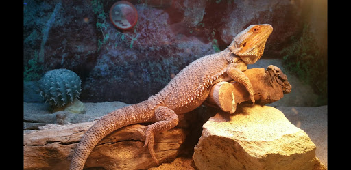 Pet Store «Claremont Pet & Aquarium Center», reviews and photos, 201 Washington St, Claremont, NH 03743, USA