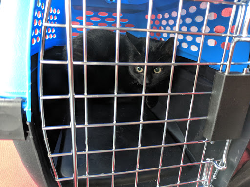 Pet Supply Store «Petco Animal Supplies», reviews and photos, 333 S State St a, Lake Oswego, OR 97034, USA