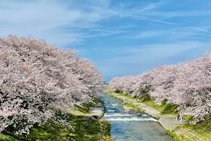cherry trees along funakawa river image