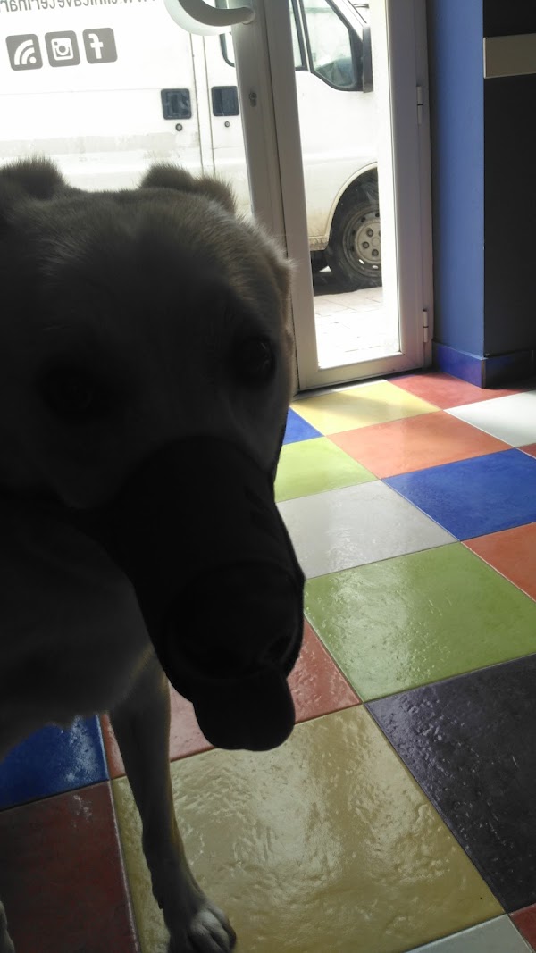Imagen de Clínica Veterinaria Sevilla (2 de 6)