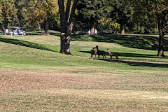 Ancil Hoffman Park