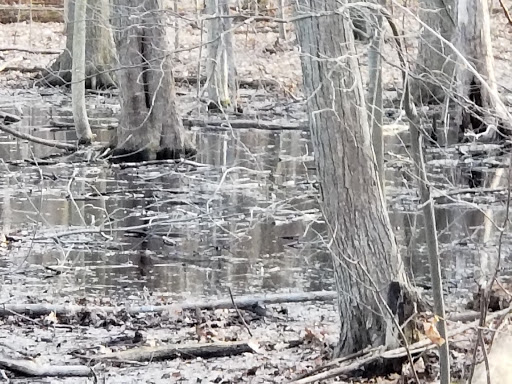 Park «Central City Park», reviews and photos, 36601 Ford Rd, Westland, MI 48185, USA