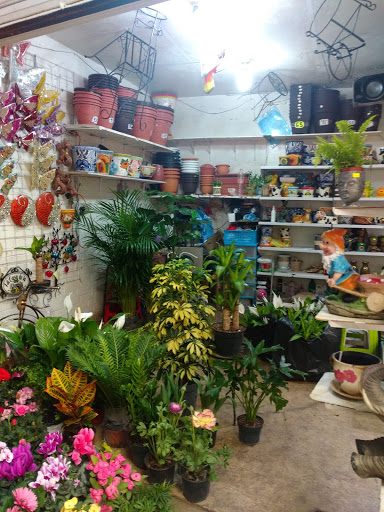 Plantas exóticas Noemí