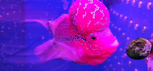 Pet Supply Store «New Lucky Fish Aquarium & Pet Supply», reviews and photos, 4818 8th Ave, Brooklyn, NY 11220, USA