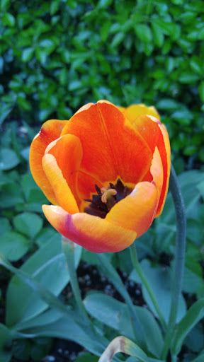 Wedding Venue «Arbor Manor Reception Center & Garden», reviews and photos, 2888 4700 S, Salt Lake City, UT 84129, USA