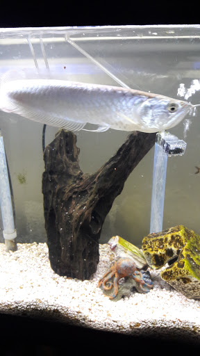 Pet Store «Brooklyn Zoo & Aquarium Pet Store», reviews and photos, 2377 Ralph Ave, Brooklyn, NY 11234, USA