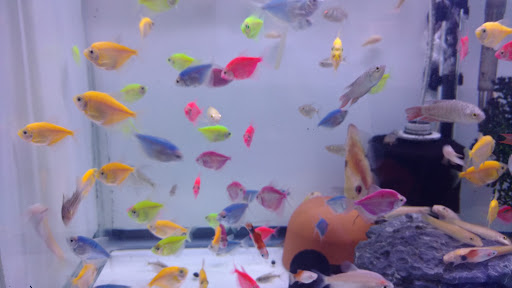 Pet Supply Store «Monster Aquarium Inc.», reviews and photos, 131-08 40 Rd, Flushing, NY 11354, USA