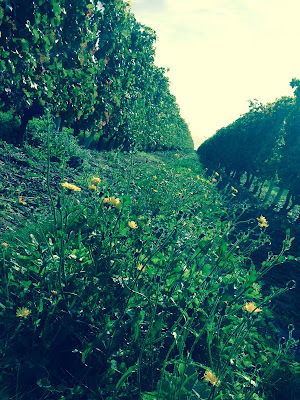 Domaine Dubois christelle Earl à Bellevigne-les-Châteaux