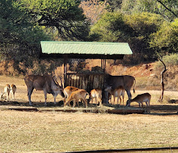 Pretoria Zoo photo