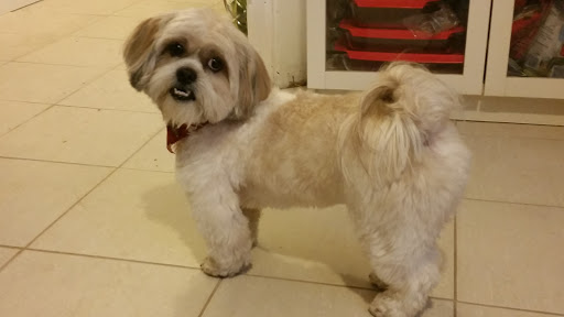 A Glamour Pet Grooming Spa, 133 Elmora Ave, Elizabeth, NJ 07202, USA, 