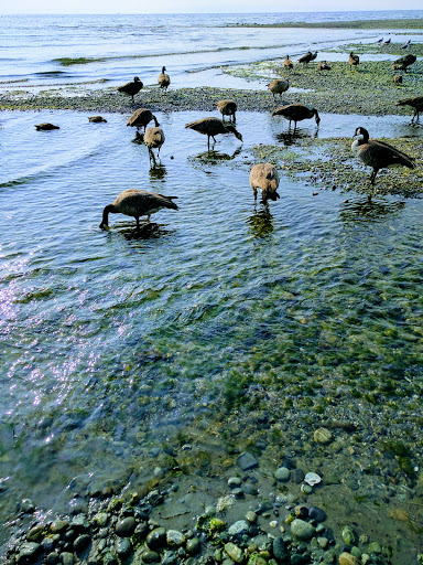 Park «Carkeek Park», reviews and photos, 950 NW Carkeek Park Rd, Seattle, WA 98177, USA