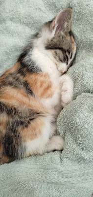 CLINIQUE VETERINAIRE DE LAVALETTE à Villebois-Lavalette