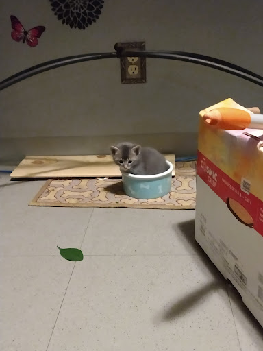 Pet Store «Pet Pals Discount Pet Foods & Supplies», reviews and photos, 3660 Soquel Dr, Soquel, CA 95073, USA