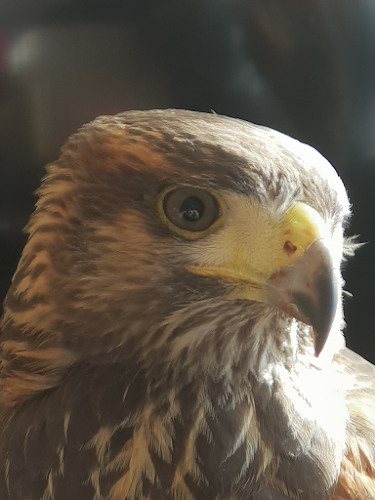 Reviews of Riviera Pest and Falconry Services in Plymouth - Pest control service