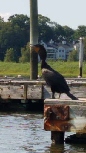 Park «Foote Memorial Park», reviews and photos, Melrose Ave, Branford, CT 06405, USA