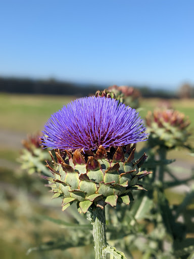 National Park «Fort Vancouver National Historic Site», reviews and photos, 612 E Reserve St, Vancouver, WA 98661, USA