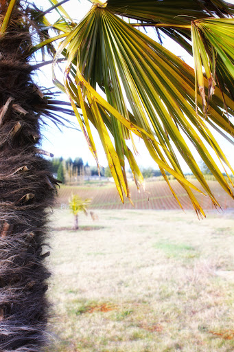 Winery «Coria Estates», reviews and photos, 8252 Redstone Ave SE, Salem, OR 97306, USA