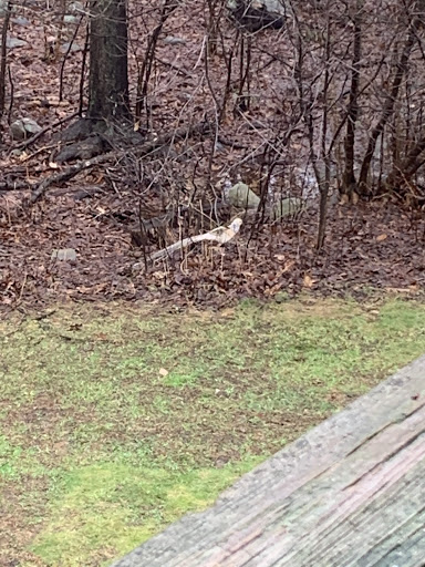 Pet Store «Park Avenue Birds & Pet Supply», reviews and photos, 120 W Center St, West Bridgewater, MA 02379, USA