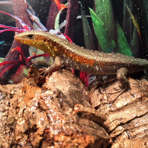 Pet Store «The Pet Shop», reviews and photos, 2235 S Power Rd #107, Mesa, AZ 85209, USA