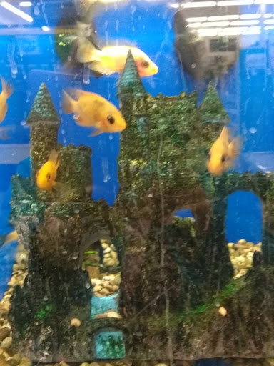 Pet Supply Store «Pet Supplies Plus», reviews and photos, 1433 E Main St, Owosso, MI 48867, USA