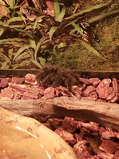 Pet Store «Fish & More Pet Store», reviews and photos, 310 E Main St #8, Sylva, NC 28779, USA