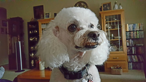 Pet Supply Store «Pet Club Waddell», reviews and photos, 13954 W Waddell Rd #116, Surprise, AZ 85379, USA