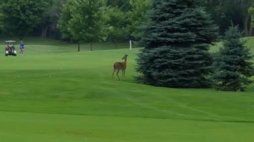 Golf Course «Brookfield Hills Golf Course», reviews and photos, 16075 Pinehurst Dr, Brookfield, WI 53005, USA