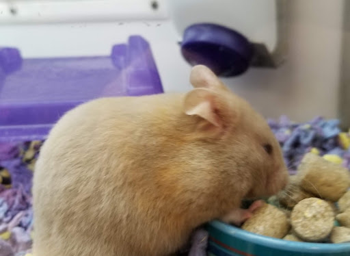 Pet Supply Store «Petco Animal Supplies», reviews and photos, 3284 Jefferson St, Napa, CA 94558, USA