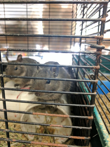 Pet Store «Animal Ark», reviews and photos, 2730 Brookdale Dr, Kingwood, TX 77339, USA