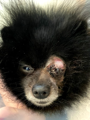 Pet Supply Store «PetSmart», reviews and photos, 2940 Chapel Hill Rd, Douglasville, GA 30135, USA