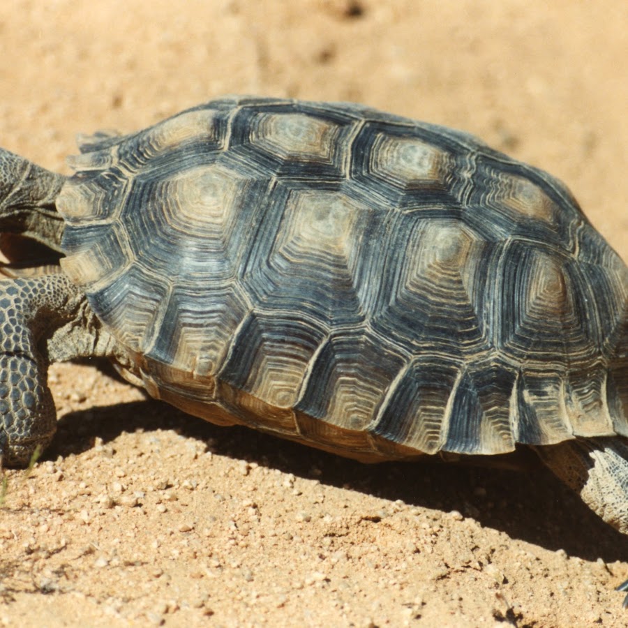 Desert Tortoise Research Natural Area