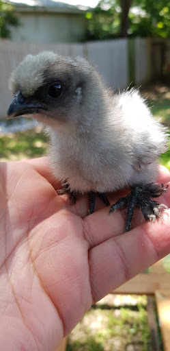 Animal Feed Store «Locke Hill Feed, Pet, & Lawn Supply», reviews and photos, 4927 Golden Quail #105, San Antonio, TX 78240, USA