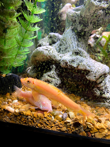 Pet Supply Store «Tropical World Pets», reviews and photos, 8444 Watson Rd, Webster Groves, MO 63119, USA