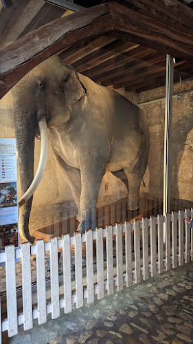 Fritz, L'éléphant empaillé à Tours