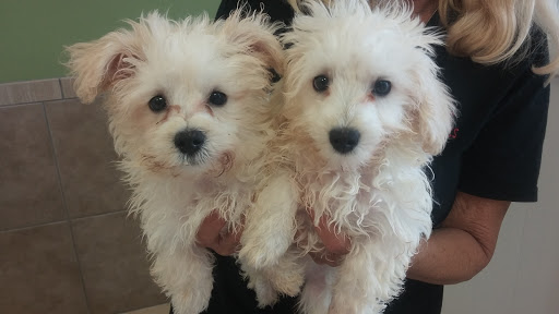 Pet Supply Store «Lil Rascals», reviews and photos, 10035 Gulf Center Dr #105, Fort Myers, FL 33913, USA