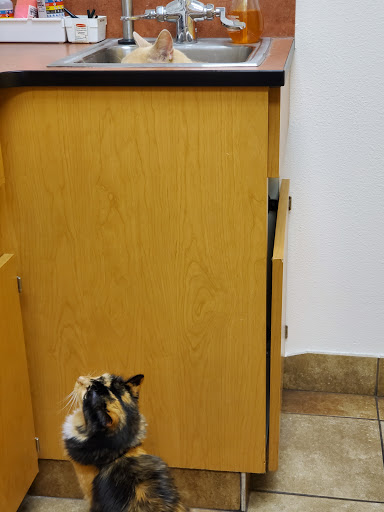 Pet Supply Store «PetSmart», reviews and photos, 4374 N Oracle Rd, Tucson, AZ 85705, USA