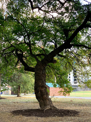 Park «Quincy Park», reviews and photos, 1021 N Quincy St, Arlington, VA 22201, USA