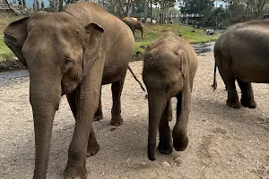 Elephant Freedom Project, Elephant Sanctuary Chiang Mai image