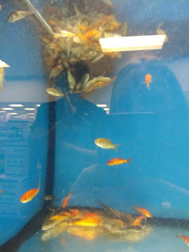 Pet Supply Store «Petco Animal Supplies», reviews and photos, 1410 N Loop 336 W, Conroe, TX 77304, USA