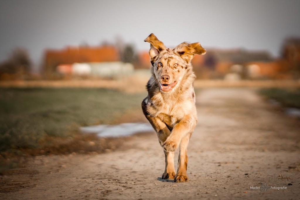 Mader Fotografie