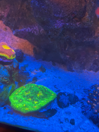 Tropical Fish Store «Fintastic Aquariums», reviews and photos, 3305 NW Main Ave, Jensen Beach, FL 34957, USA