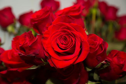 Florist «Dana Dineen Floral Design», reviews and photos, 504 N Fort Harrison Ave, Clearwater, FL 33755, USA