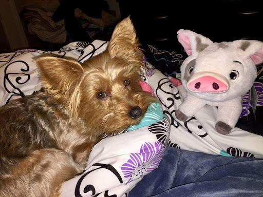 Coffee Shop «Starbucks», reviews and photos, 8450 N Belt Line Rd, Irving, TX 75063, USA