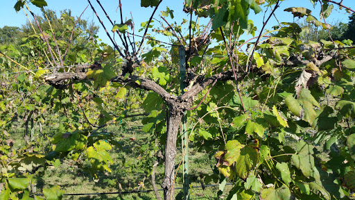 Winery «Sunset Winery», reviews and photos, 1535 S Burleson Blvd, Burleson, TX 76028, USA