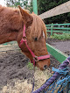 Holistic Horse & Pony Centre