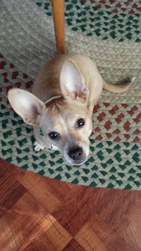 Public Golf Course «Neshaminy Valley Golf Club - OPEN to PUBLIC», reviews and photos, 440 Almshouse Rd, Richboro, PA 18954, USA