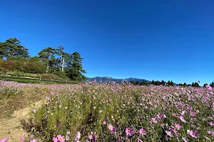 波斯菊花海 - 福壽山農場 image